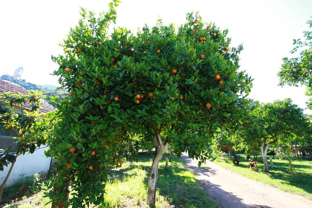 Safir Pansiyon Çıralı Εξωτερικό φωτογραφία